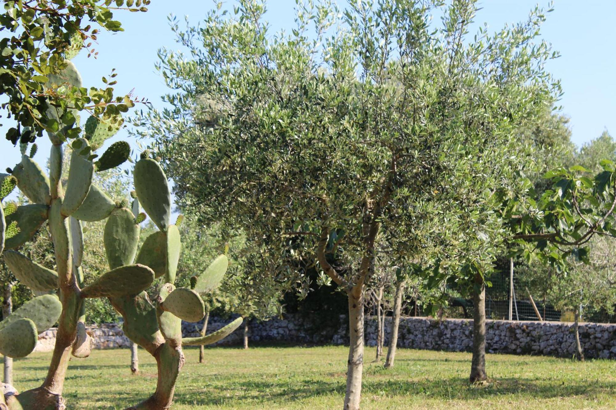 Masseria Tolla Ostuni Kültér fotó
